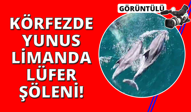 Erdek Körfezi'nde yunus sürprizi, Bandırma Limanı'nda lüfer şöleni