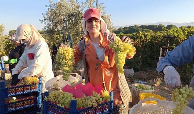 Sarıgöl'de hayat üzümle dönüyor