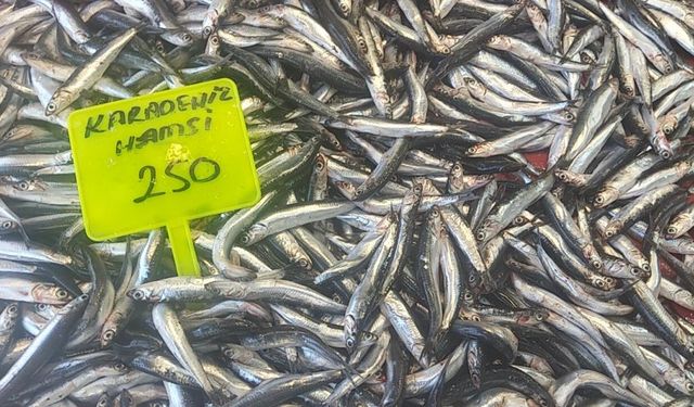 Muğla'da Karadeniz hamsisi kilosu 250 TL'den satışta