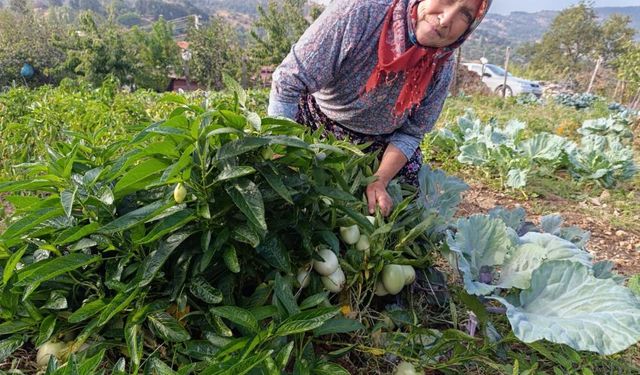 Demirci’de ilk kez pepino yetiştirildi