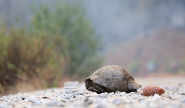 Yangından kurtulan hayvanlar ateşsiz alan aradı