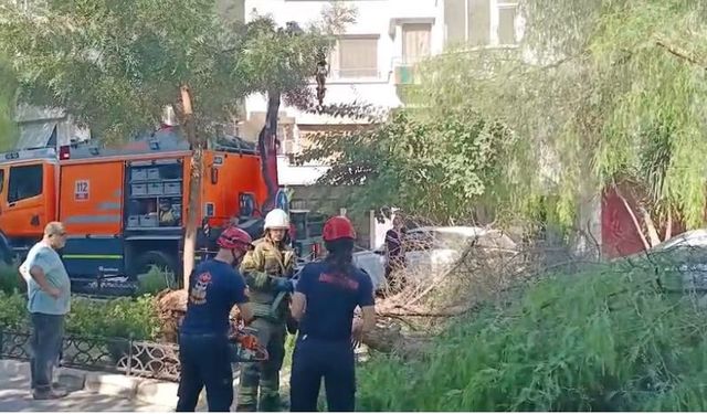 İzmir’de ağaç park halindeki otomobillerin üzerine devrildi