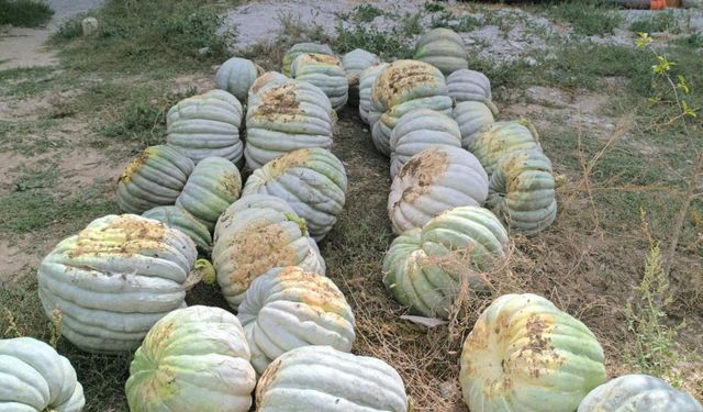 Hasadı başlayan balkabağı fiyatıyla yüzleri güldürdü