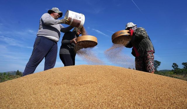 Altın susamda ‘Deli Mehmet' bereketi