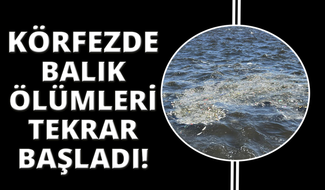 İzmir Körfezi’nde balık ölümleri yeniden başladı