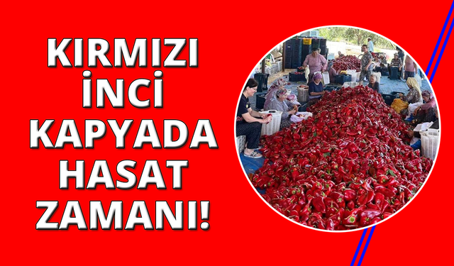 Manisa'da kapya biberde hasat zamanı