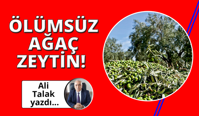 Ölümsüz Ağaç Zeytin