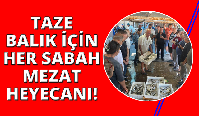 Gece avlanan balıklar, sabah mezatta alıcıyla buluşuyor
