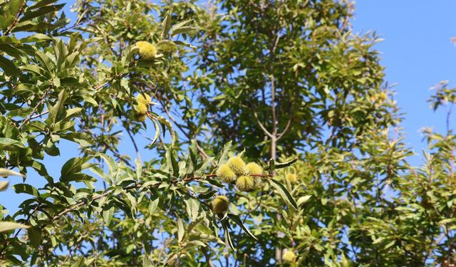 Aydın'da kestane hasat sezonu için hazırlıklar başladı