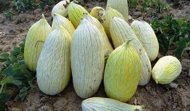 Kütahya'da 'Göncek Kavunu'nun hasadı başladı