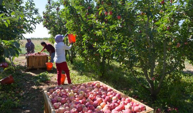 Ege'nin elma deposu Denizli'de üreticinin yüzü gülüyor