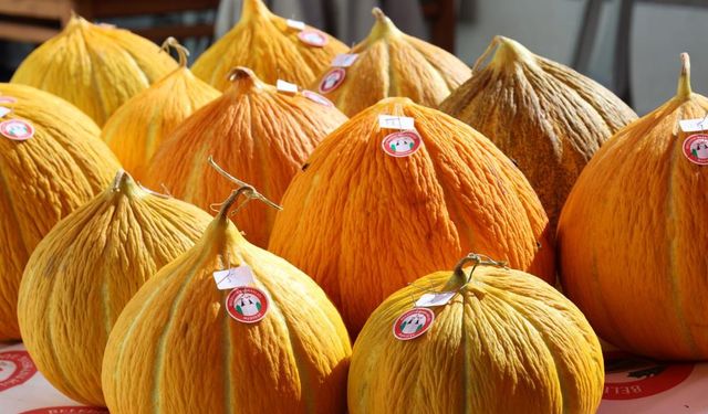 Muğla'da yaylanın en iyi kavunları yarıştı