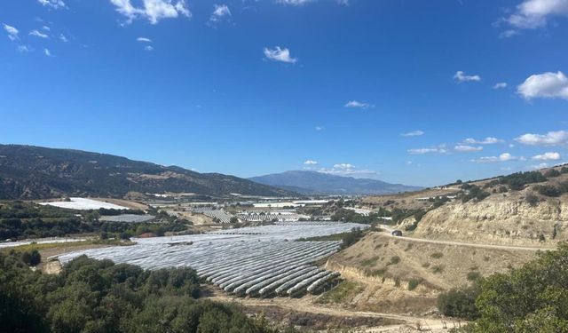 Çekirdeksiz üzümler koruma altında