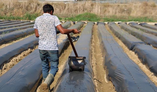 Aydın’da kış çileği hazırlıkları başladı