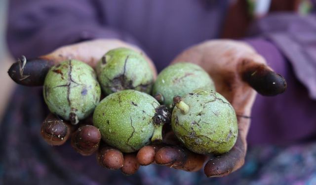 Hasadı yapılan cevizler satışa hazırlanıyor