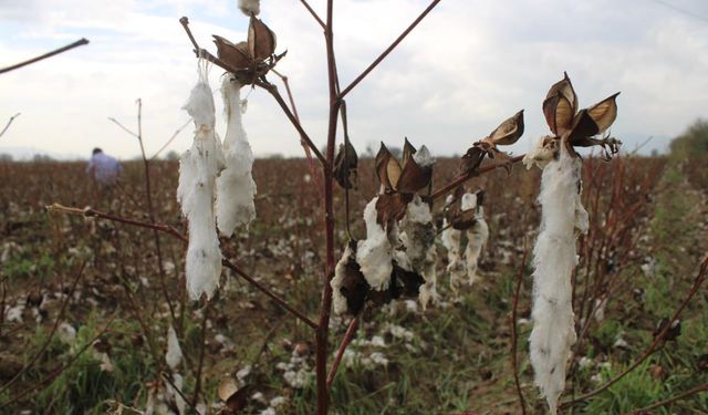 Aydın'da pamuk tarlalarını dolu vurdu