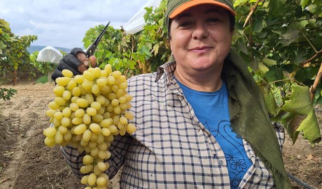 Ekim ayı bitiyor, üzüm bitmiyor