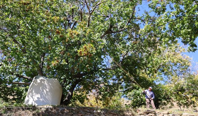 Aydın'ın dağlarında kestane sezonu sona erdi