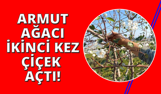 Manisa'da armut ağacı ikinci kez çiçek açtı