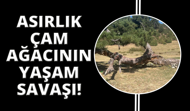 Asırlık çamın yaşam mücadelesi