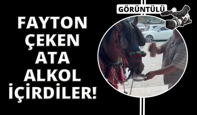Muğla'da fayton çeken ata alkol içirdiler
