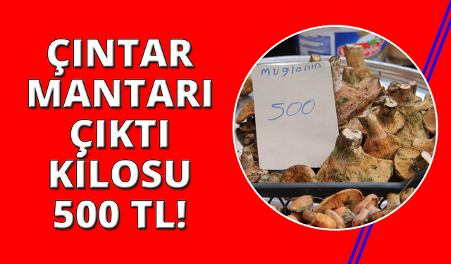 Çıntar pazar tezgahlarında yerini aldı