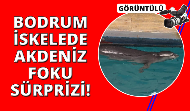 Bodrum iskelede fok sürprizi