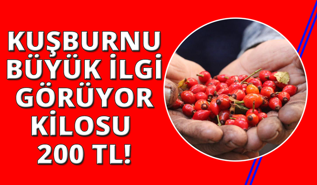 Dikenlerin arasında zahmetle toplanan kuşburnuna rağbet arttı