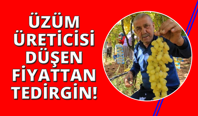 Manisa'da üzüm fiyatlarındaki düşüş üreticileri tedirgin etti