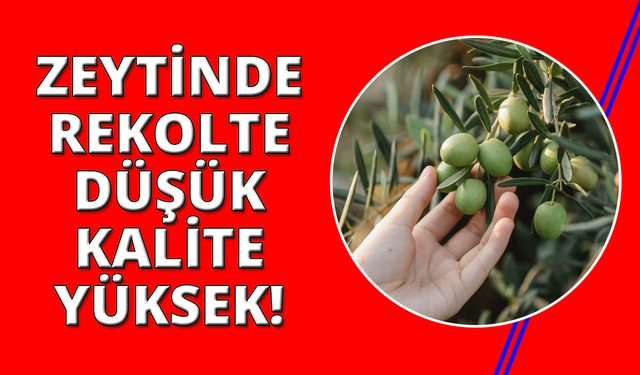 Manisa'da zeytinde rekolte düşük, kalite yüksek