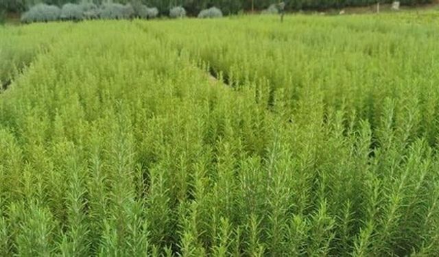 Muğla'da atıl araziler biberiye ile canlanıyor