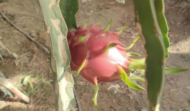 Aydın'da pitaya üretimi genişliyor