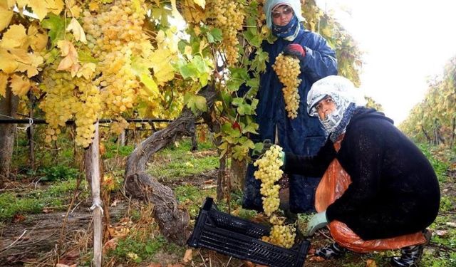 Sarıgöl’de üzüm hasadı aralıksız sürüyor
