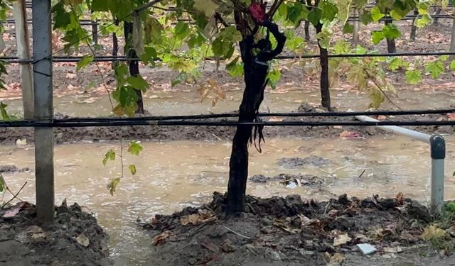 Manisa'da özlenen yağışlar çiftçinin yüzünü güldürdü