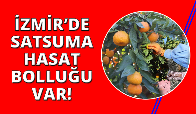 Rekolte arttı, Satsuma mandalinası pazarda yerini aldı