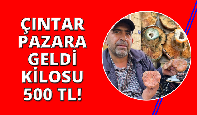 Aydın'da çıntar çıktı, kilosu 500 TL