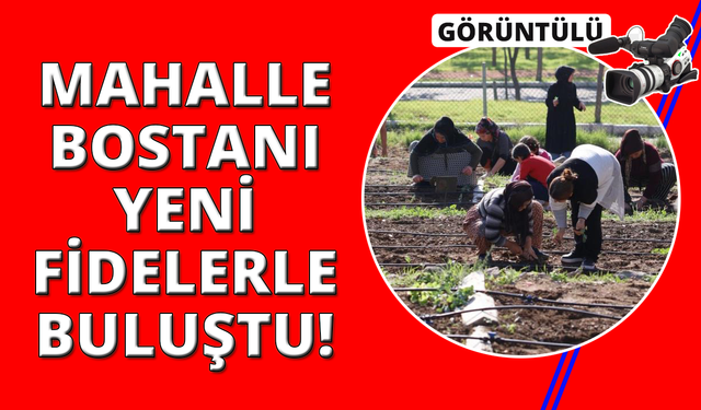 İzmir'de mahalle bostanlarında kış dikimleri başladı