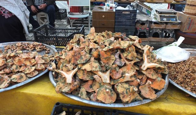 Balıkesir’de yağmur yağdı, mantar fışkırdı