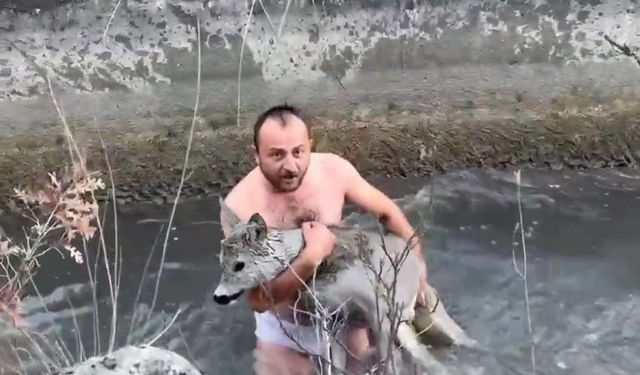 Kütahya'da su kanalına düşen karaca kurtarıldı