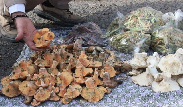 Lezzeti cezbediyor, toplaması dikkat istiyor