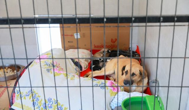 Sahiplendiği iki köpeği sokağa atan şahsa 172 bin TL ceza