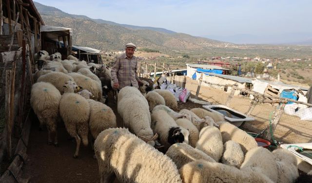 Şap karantinası meraları boşalttı