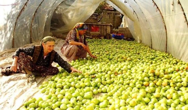 Kırağı vurdu, gök domates seraya taşındı