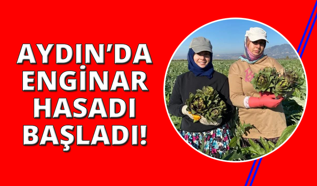 Coğrafi İşaretli Aydın Enginarı'nda yılın ilk hasadı yapıldı