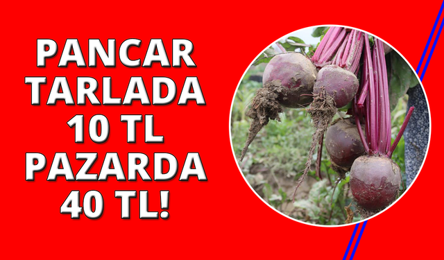 İzmir'in bereketli topraklarında ‘Kırmızı elmas' mesaisi