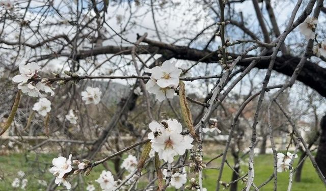 Datça’da badem ağaçları kış ortasında çiçek açtı
