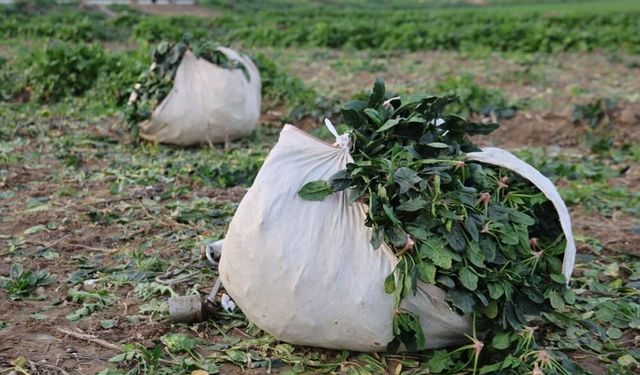 Aydın’da soğuk hava sebzeyi vurdu, tarlada verim düştü