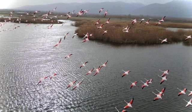 Eber Gölü'ndeki flamingolar görsel şölen sundu