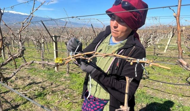 Manisa'da bağlarda erken uyanış korkutuyor