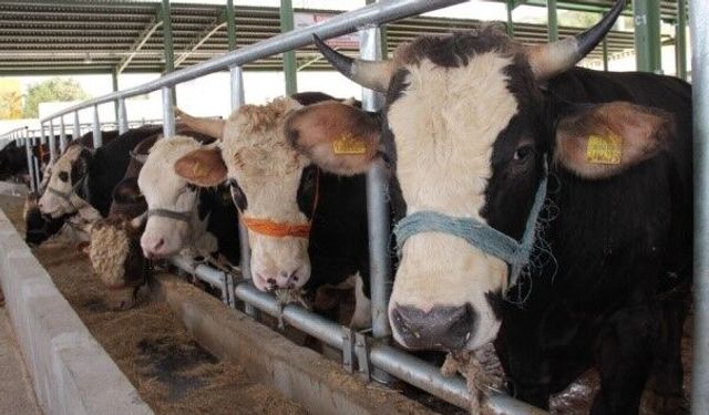 Muğla'da 11 mahalle karantinaya alındı